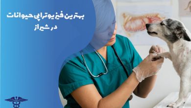 لیست بهترین فیزیوتراپی حیوانات در شیراز با آدرس و تلفن
