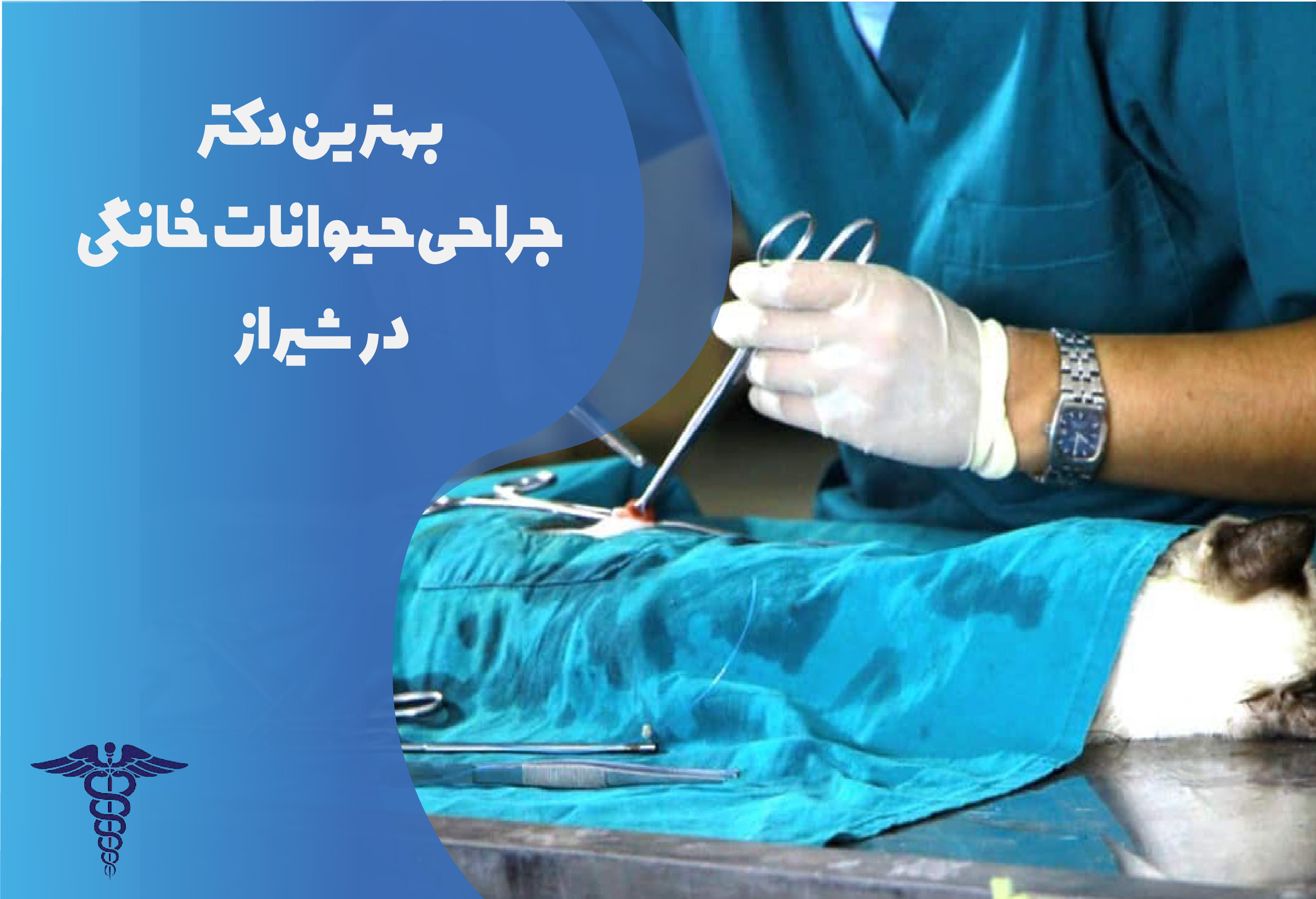 بهترین دکتر جراحی حیوانات خانگی در شیراز