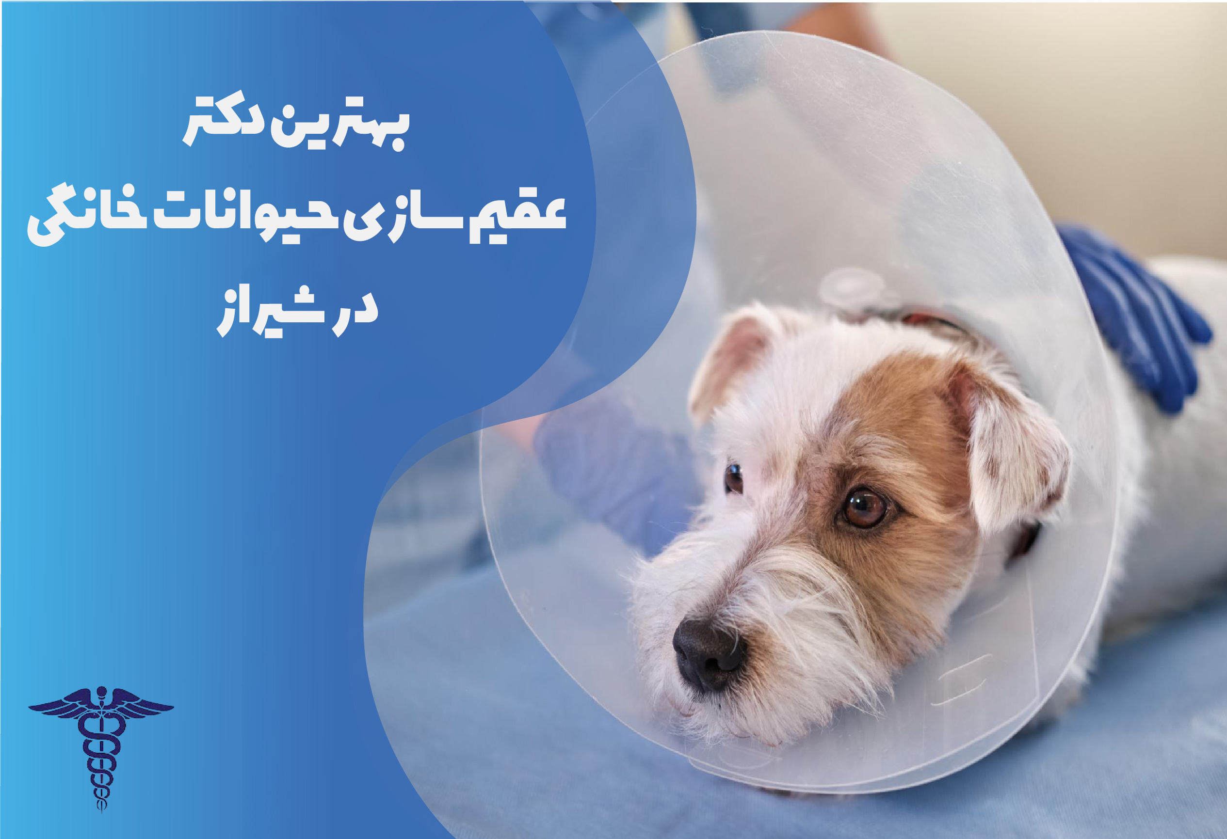 بهترین مرکز عقیم‌سازی حیوانات خانگی در شیراز