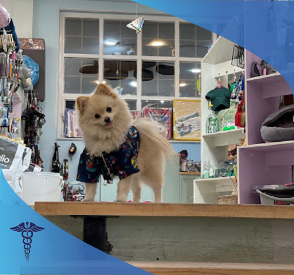 دامپزشکی شبانه روزی پارسیان در شیراز