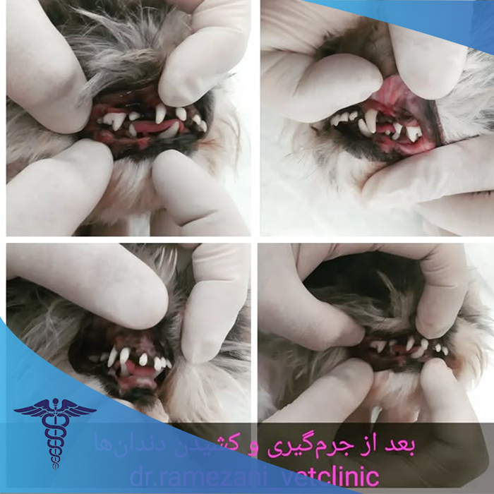 کلینیک دامپزشکی دکتر رمضانی شیراز